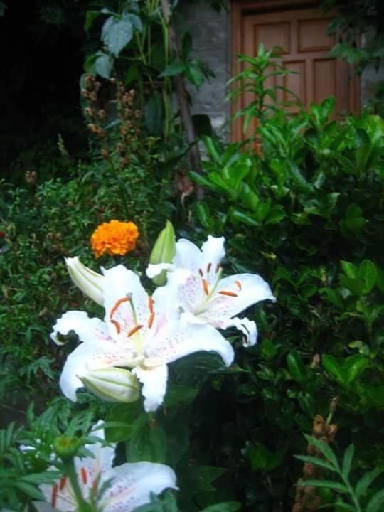 Guesthouse Gouris Tsepelovo Luaran gambar